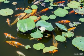 Bild på Tranquil koi pond with lily pads and lotus flower